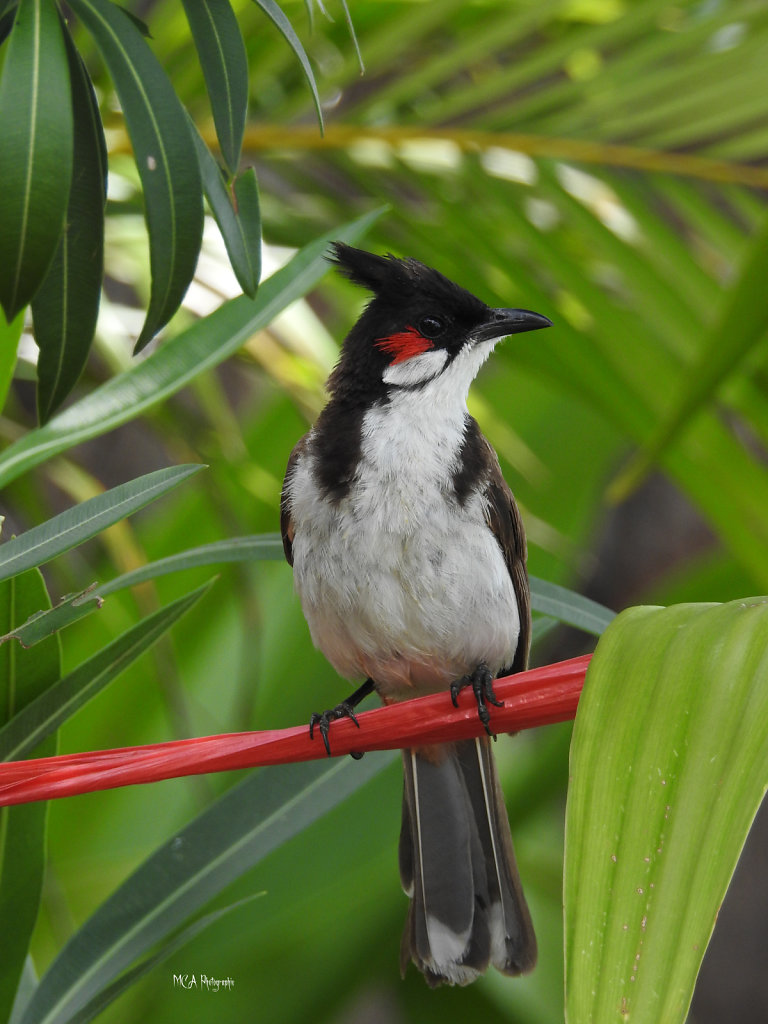  Le Bulbul orphée 