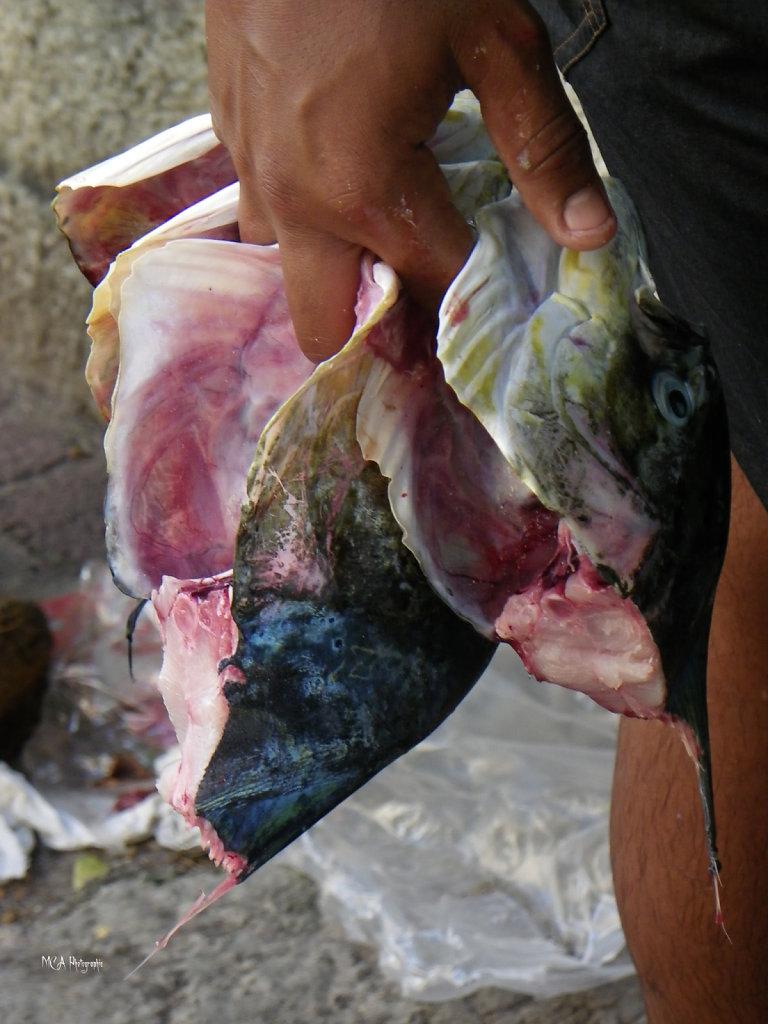 Bouillon de Culture 