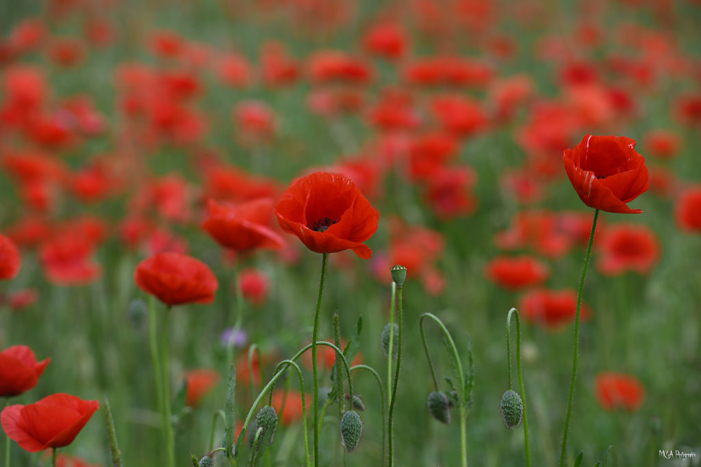 Gentil coquelicot 