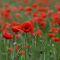 Gentil coquelicot 