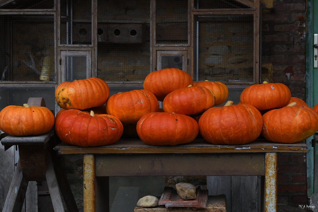 Jack O’Lantern 