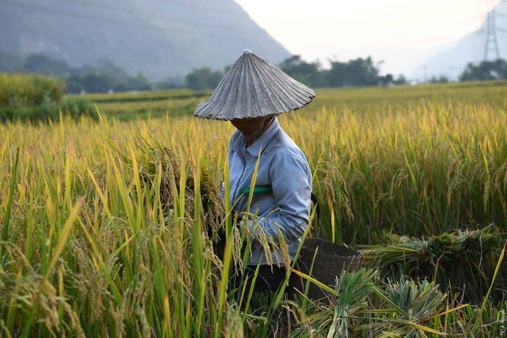  La vallée de Mai Chau