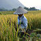  La vallée de Mai Chau