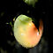 Une mangue audacieuse